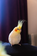 Yellow cockatiel parrot.Cute cockatiel.Home pet parrot.The best cockatiel.Beautiful photo of a...