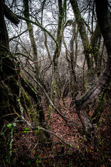 Fototapeta premium Autumn mystery forest . Mystery nature . Autumn nature. Orange colors . Fall colors. Ukranian forest in the dark nature 