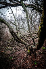 Fototapeta premium Autumn mystery forest . Mystery nature . Autumn nature. Orange colors . Fall colors. Ukranian forest in the dark nature 