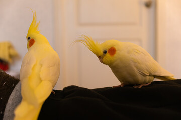 Cockatiel parrots.Funny parrots.Cockatiel pets.Bird with a crest.Cute animal.Funny...
