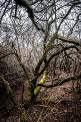 Obraz premium Autumn mystery forest . Mystery nature . Autumn nature. Orange colors . Fall colors. Ukranian forest in the dark nature 