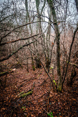 Mystery forest in autumn . Yellow and orange colors in forest. Fogy weather . Mystery trees . Leaves on trees . Misty weather . 