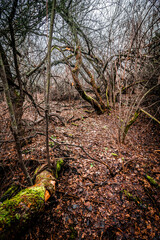 Fototapeta premium Mystery forest in autumn . Yellow and orange colors in forest. Fogy weather . Mystery trees . Leaves on trees . Misty weather . 