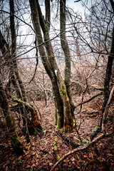 Mystery forest in autumn . Yellow and orange colors in forest. Fogy weather . Mystery trees . Leaves on trees . Misty weather . 