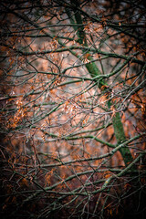 Mystery forest in autumn . Yellow and orange colors in forest. Fogy weather . Mystery trees . Leaves on trees . Misty weather . 