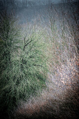 Mystery forest in autumn . Yellow and orange colors in forest. Fogy weather . Mystery trees . Leaves on trees . Misty weather . 