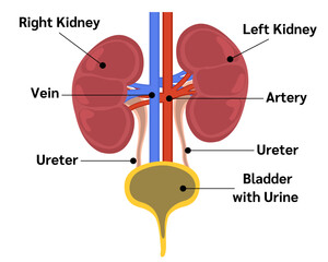 Kidney organs and urine formation