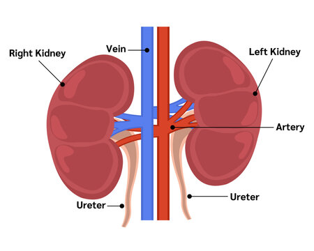 Kidney organs and urine formation