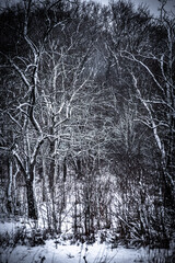 Fototapeta premium Forest in blizzard . Snow on the trees . Snowy weather . Landscape with snow 