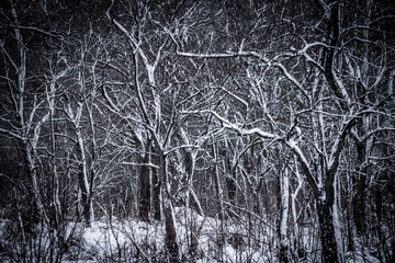 Forest in blizzard . Snow on the trees . Snowy weather . Landscape with snow  © Aleksandr Riabinin