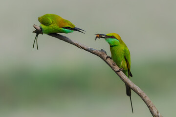 Green Bee-eater (Merops orientalis)