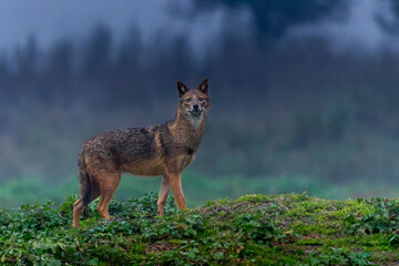 Golden Jackal / Common Jackal / Asiatic Jackal / Reed Wolf (Canis aureus)