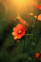 Pomarańczowe kwiaty, kosmos onętek  © anettastar