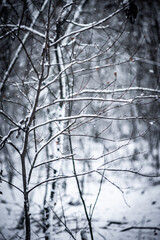 Snowy forest. Frozen nature. Snow in the forest . Trees covered snow. Winter landscapes . White colors . Trees in snow . Trevalin to forest . Mystery nature  