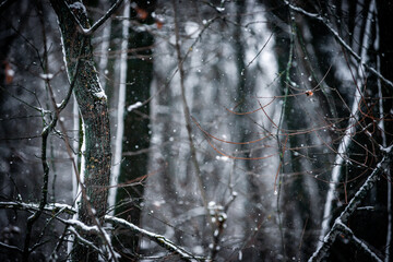 Snowy forest. Frozen nature. Snow in the forest . Trees covered snow. Winter landscapes . White colors . Trees in snow . Trevalin to forest . Mystery nature  