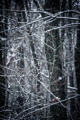 Snowy forest. Frozen nature. Snow in the forest . Trees covered snow. Winter landscapes . White colors . Trees in snow . Trevalin to forest . Mystery nature  