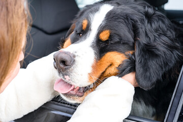 Woman hugging her dog. A close up portrait of purebred Bernese Mountain Dog puppy.
