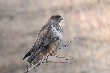 bird of prey on a branch