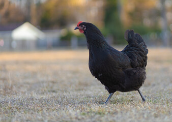 Black chicken hen running free across the pasture