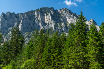 landscape with forest in the mountains