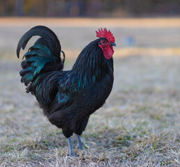 Black and blue chicken rooster on a grassy field