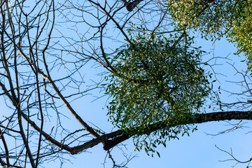 White mistletoe berries on a tree in the forest. Mistletoe is a parasite on the tree.