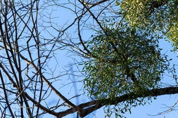 White mistletoe berries on a tree in the forest. Mistletoe is a parasite on the tree.
