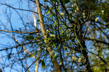 White mistletoe berries on a tree in the forest. Mistletoe is a parasite on the tree.