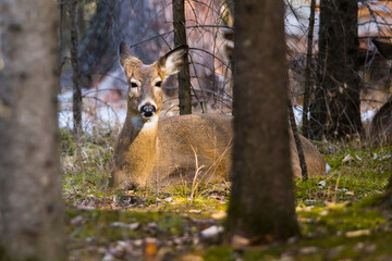 Naklejka na ściany i meble White-tailed deer doe resting on the ground in the woods. Deer sleeping in a forest habitat