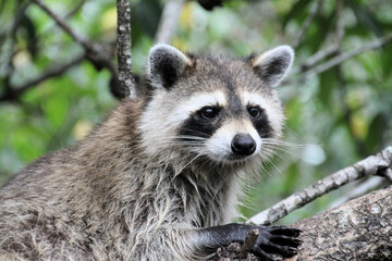 A Racoon in a tree in the Florida Everglades