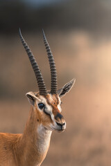 Closeup of a thomson gazelle in Amboseli National Park, Kenya. - obrazy, fototapety, plakaty