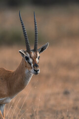 Closeup of a thomson gazelle in Amboseli National Park, Kenya.