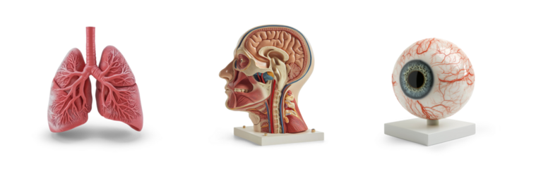 collection of human head cross section, lungs and eyeball anatomy plastic science miniature models of organs for diseases or medical education, isolated on transparent cutout png background