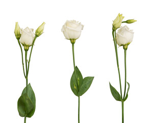 Obraz premium pink eustoma flowers on a white isolated background