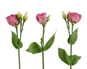 pink eustoma flowers on a white isolated background
