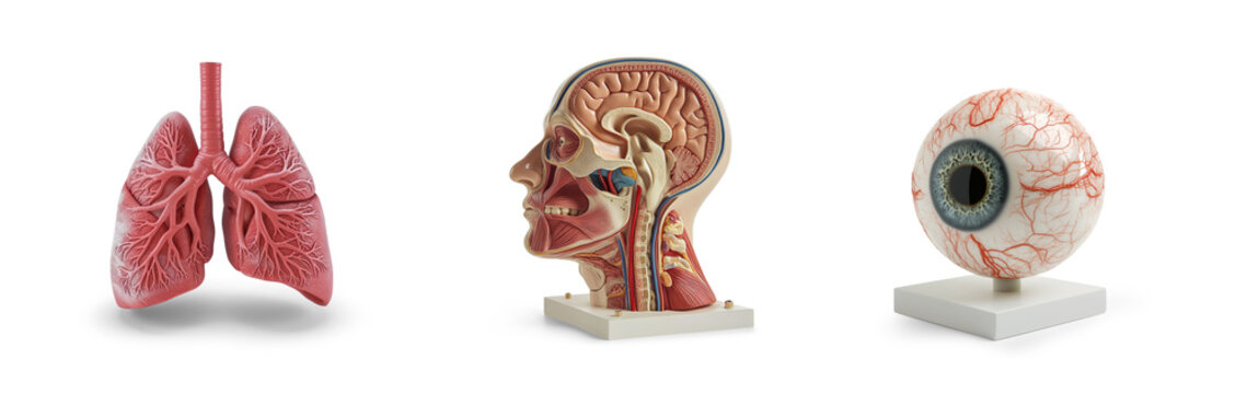 collection of human head cross section, lungs and eyeball anatomy plastic science miniature models of organs for diseases or medical education, isolated on transparent cutout png background