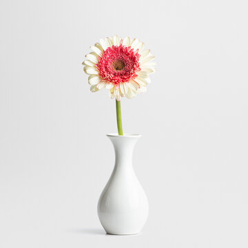 A light pink gerbera flower in a white vase on a white background