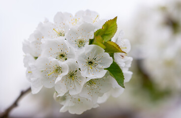 Branch of cherry tree covered with many white flowers