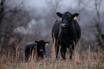 Black Cows