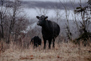 Alert Black Cow