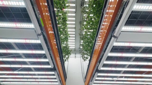Indoor Vertical Marijuana Garden with LED Lights