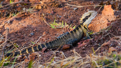 Australian water dragon (Intellagama lesueurii) Australian lizard sits on a stone on the seashore, animal in the natural environment.