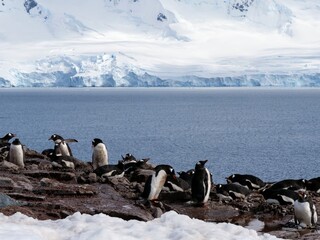 Fototapeta premium Kolonie von Eselspinguinen am Damoy Point auf Wiencke Island in der Antarktis