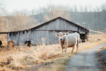 Cow with Barn
