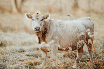 Portrait of a cow in the pasture