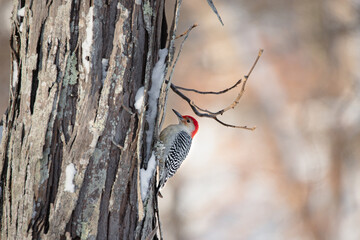 woodpecker on a tree