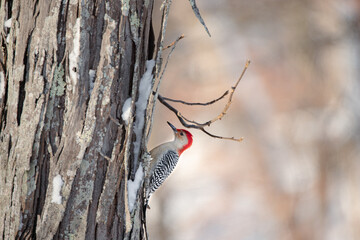 red-bellied woodpecker on snowy tree