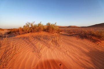 plants in top of dunes in the desert - obrazy, fototapety, plakaty