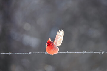 Cardinal Saying Hello