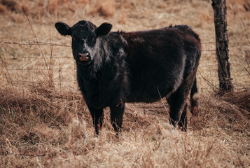 Young Black Cow